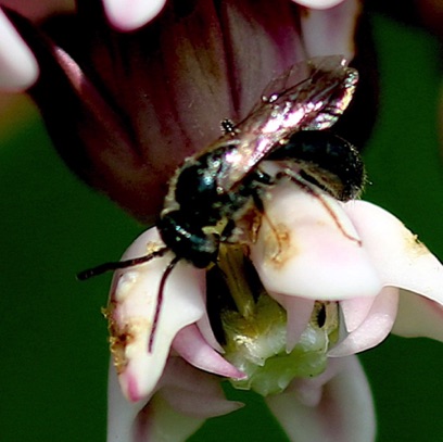 Small Carpenter Bee
Certain genus
Our area 21 spp. Small Carpenter Bee
Certain genus
Our area 21 spp.